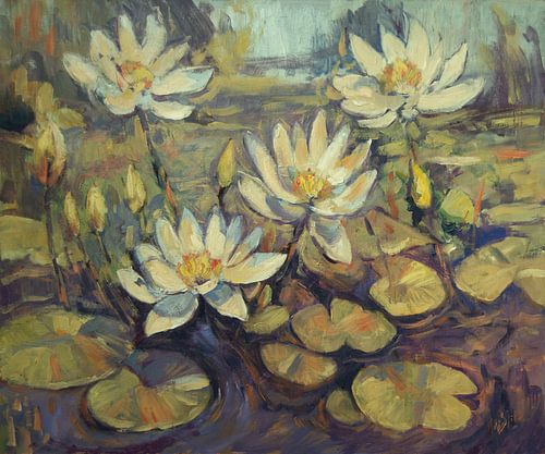 Water lilies in Esbeek