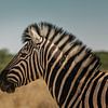 Zebra-Porträtfoto im Etosha-Nationalpark von lousfoto