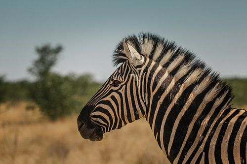 Zebra-Porträtfoto im Etosha-Nationalpark