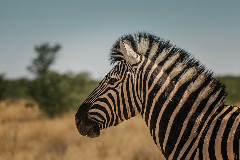 Photo portrait de zèbre dans le parc national d'Etosha par lousfoto