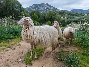 groepje schapen op sardinie van ChrisWillemsen