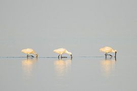 Löffelreiher, 3 in einer Reihe von Bart Zeegers