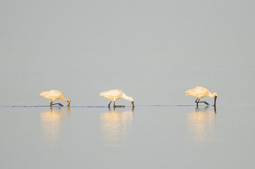 Spoonbills, 3 in a row