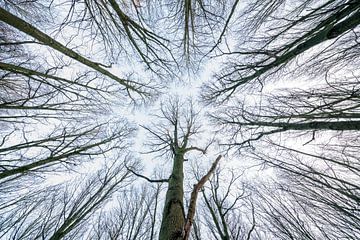 Aan de toppen van de bomen van Marcel Derweduwen