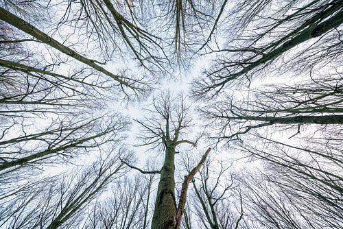 At the tops of the trees
