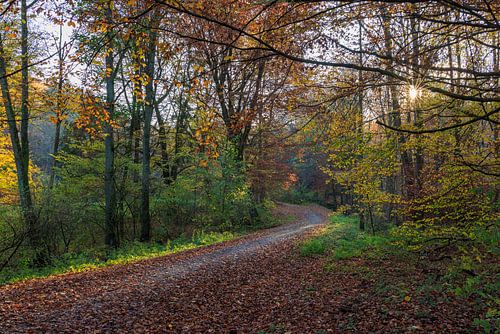 Die Abendsonne leuchtet durch den Herbstwald