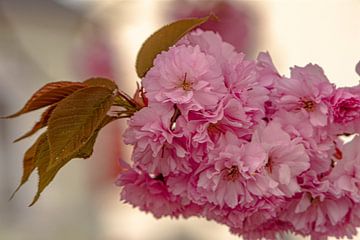 Kirschblüten von Johnny Flash