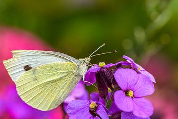 Hongerige vlinder op bloem (2)
