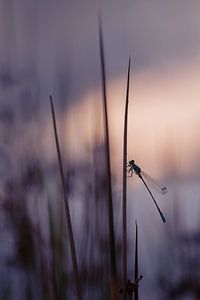 Silhouette einer Gattin