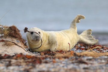 Grijze zeehond (Halichoerus grypus) Pup, in de natuurlijke habitat, Helgoland Duitsland van Frank Fichtmüller