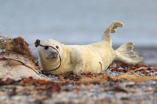 Petit phoque gris (Halichoerus grypus), dans son habitat naturel, Helgoland Allemagne