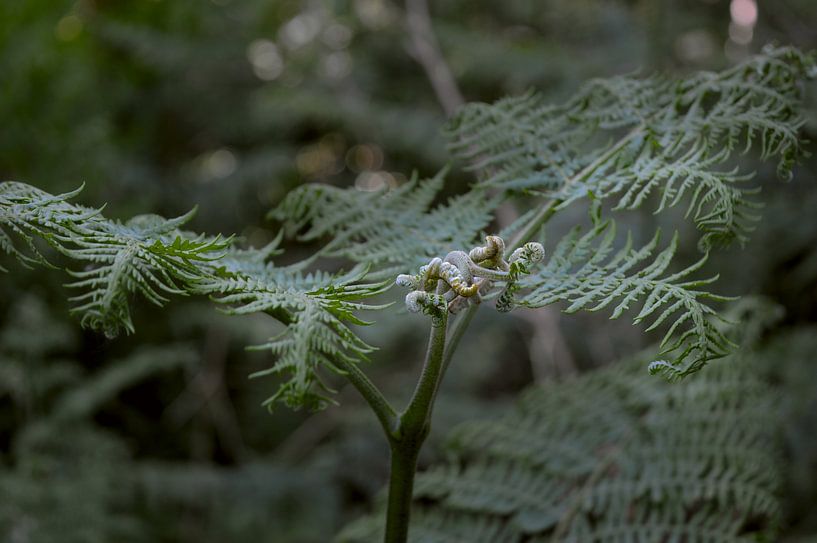 Growing by True Color Stories