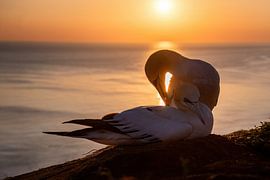 Jan van gent in evening sun by Joop Bruurs