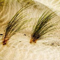 Helmet grass in the Dunes. Vacation Feeling in Beige.