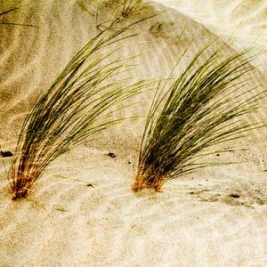 Strandhafer in den Dünen. Urlaubsgefühl in beige