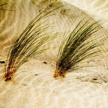 Helmet grass in the Dunes. Vacation Feeling in Beige. by Alie Ekkelenkamp