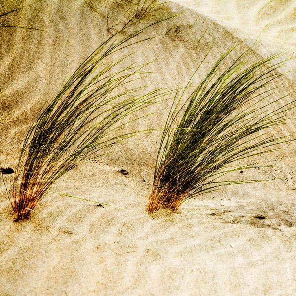 Duinen met Helmgras. Vakantiegevoel. Beige en Roestbruin met Groen. van Alie Ekkelenkamp