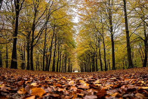 Heiloo Bos Nijenburg