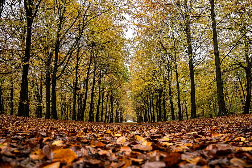 Heiloo Forest Nijenburg by Danny Leij