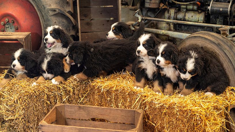 Bernese sennen puppies on straw bales by Bob de Bruin