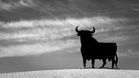 Osbornes Stier in Schwarz und Weiß von Henk Meijer Photography Miniaturansicht