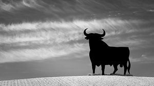 Osbornes Stier in Schwarz und Weiß