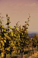 Weinberglandschaft beim Sonnenuntergang