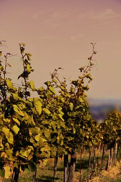 Wijngaardlandschap bij zonsondergang van Catalina Morales Gonzalez