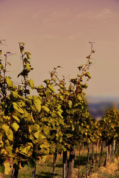 Paysage de vignobles au coucher du soleil par Catalina Morales Gonzalez