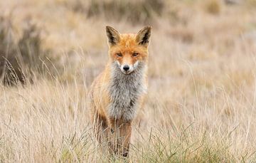 Fuchs auf der Hoge Veluwe von Captured By Jordie