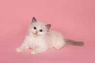 Cute ragdoll kitten lying on a pink background by Elles Rijsdijk thumbnail