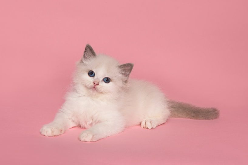 Cute ragdoll kitten lying on a pink background by Elles Rijsdijk
