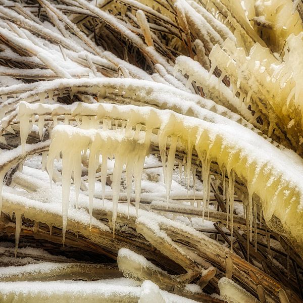 Sculpture de glace par Peter Bolman