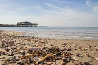 Close-up shells, beach, sea, beach club - Brouwersdam Ouddorp