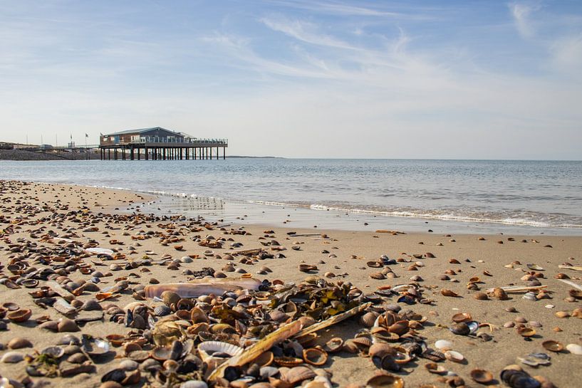 Close-up shells, beach, sea, beach club - Brouwersdam Ouddorp by Ingrid Bergmann  Fotografie