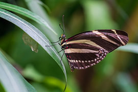 Der Zebra-Schmetterling von Merijn Loch