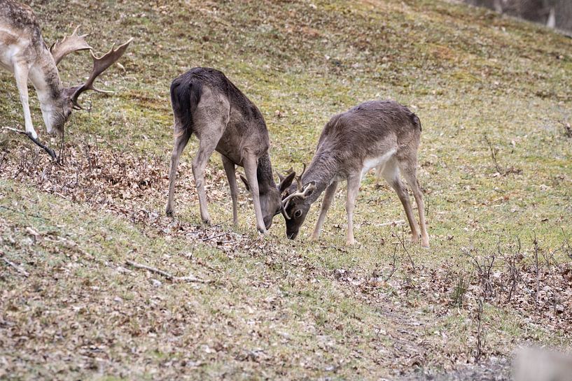 Herumtollender junger Damhirsch von Louise Poortvliet