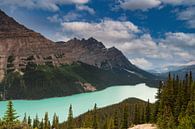 Peyto Lake Banff NP by Ilya Korzelius thumbnail