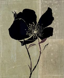 Schwarze Schönheit