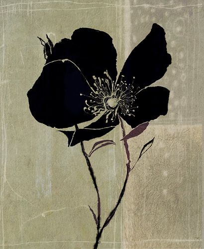 Black beauty
