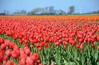 Tulpen van Corinna Vollertsen thumbnail