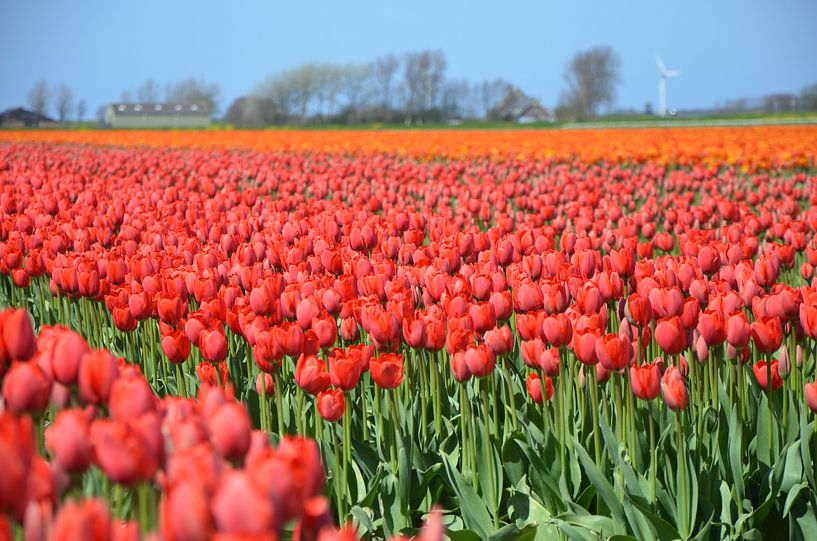 Tulpen van Corinna Vollertsen