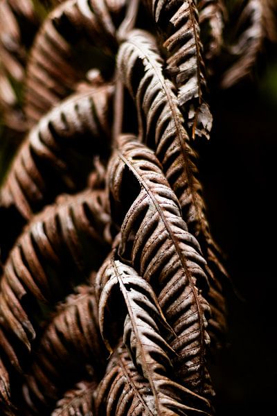 Elegy of the Fern von Anouk Pross