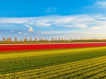 Champs de tulipes colorés avec des tulipes jaunes et rouges sur Sjoerd van der Wal Photographie