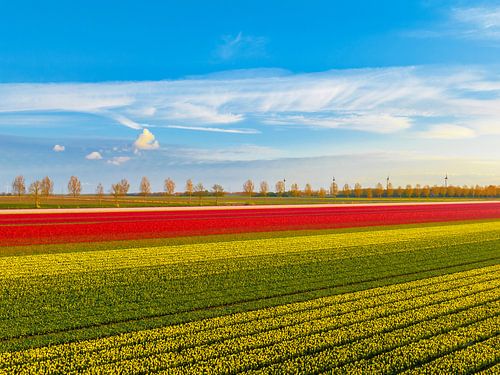 Kleurrijke tulpenvelden met gele en rode tulpen