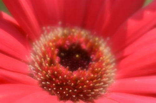 Bloembodem van een Gerbera