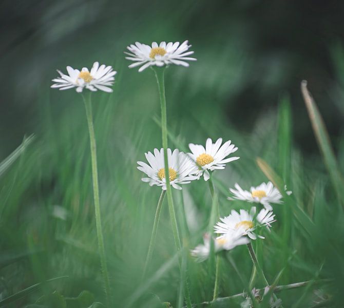 Gänseblümchen im weichen Gras. von Robby's fotografie