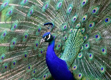 Peacock with beautiful feathers by Wilco Bos