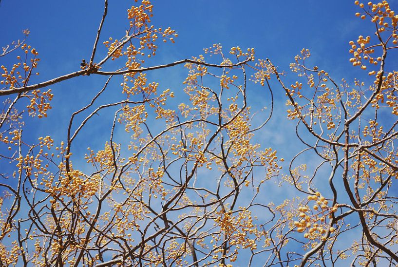 Chinaberry Tree Against a Clear Blue Sky - Nature Photography by Carolina Reina Photography