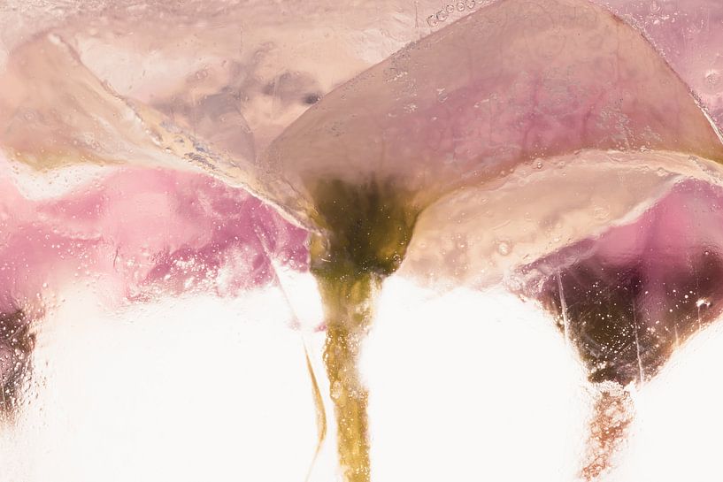 Christ's thorn in ice 2 by Marc Heiligenstein